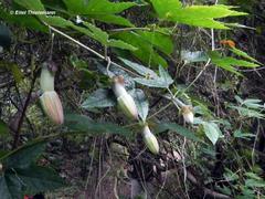Passiflora pinnatistipula