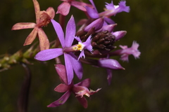 Epidendrum arachnoglossum