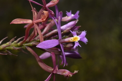 Epidendrum arachnoglossum