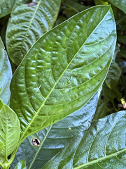 Palicourea tetragona