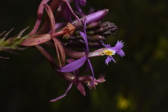 Epidendrum arachnoglossum