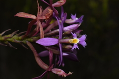 Epidendrum arachnoglossum