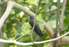 Anthracothorax mango