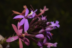 Epidendrum arachnoglossum