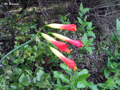 Phycella cyrtanthoides