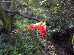 Phycella cyrtanthoides