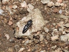 Bicyrtes discisus