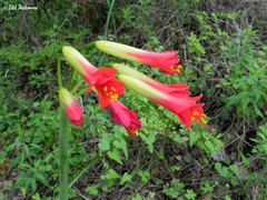 Phycella cyrtanthoides