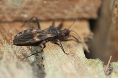 Opisthacidius