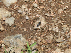 Bicyrtes discisus