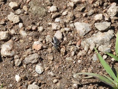 Bicyrtes discisus