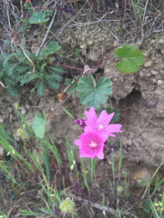 Sidalcea malviflora malviflora