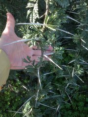 Vachellia horrida