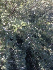 Vachellia horrida