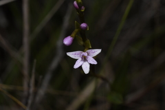 Epidendrum fimbriatum