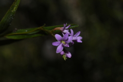 Epidendrum fimbriatum