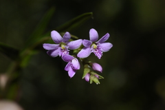 Epidendrum fimbriatum