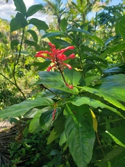 Odontonema cuspidatum