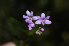 Epidendrum fimbriatum