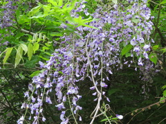 Wisteria floribunda