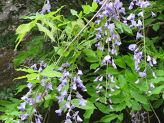 Wisteria floribunda