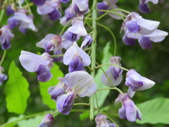 Wisteria floribunda