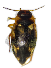 Hydroporus palustris