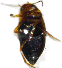 Hydroporus palustris