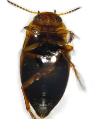 Hydroporus palustris