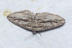 Ecleora solieraria