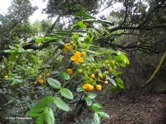 Senna stipulacea anglorum