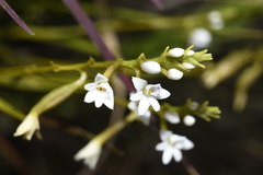 Epidendrum fimbriatum