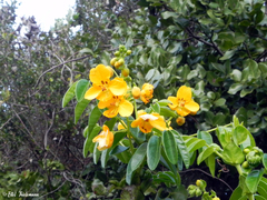 Senna stipulacea anglorum