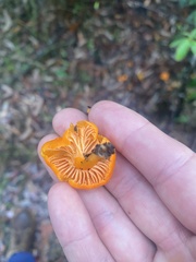 Cantharellus concinnus