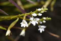 Epidendrum fimbriatum