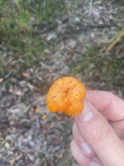 Cantharellus concinnus