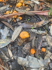 Cantharellus concinnus