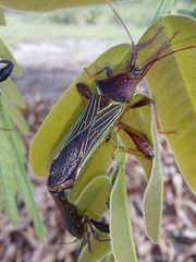 Grammopoecilus flavicornis