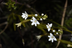 Epidendrum fimbriatum