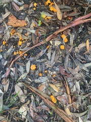 Cantharellus concinnus