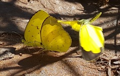 Eurema hecabe solifera