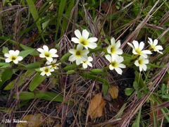 Sisyrinchium cuspidatum