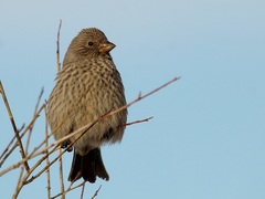 Great Rosefinch photo 4
