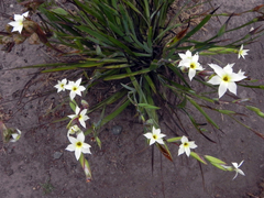 Sisyrinchium cuspidatum
