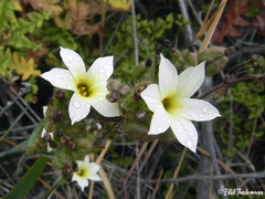 Sisyrinchium cuspidatum