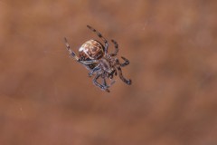 Mysmenidae