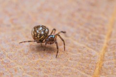 Mysmenidae