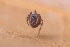 Mysmenidae