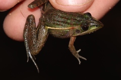 Ptychadena taenioscelis