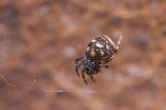 Mysmenidae